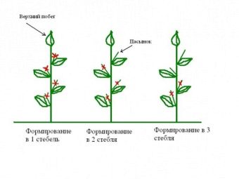 Как правильно пасынковать перец
