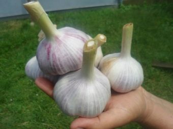 Самый крупный сорт чеснока озимого