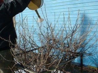 Черная смородина не плодоносит видео. pochemu ne plodonosit chernaya smorodina 22. Черная смородина не плодоносит видео фото. Черная смородина не плодоносит видео-pochemu ne plodonosit chernaya smorodina 22. картинка Черная смородина не плодоносит видео. картинка pochemu ne plodonosit chernaya smorodina 22. Смородина распространена на приусадебных участках. Ценится садоводами за долгожительство, простоту в уходе и стабильно обильные урожаи. Ягоды содержат в составе множество витаминов и микроэлементов. Все части растения используются в лечебных целях. Смородина дает каждый год вкусные и ароматные плоды, пик активности достигает на пятый год роста. Почему не плодоносит смородина, что делать в подобной ситуации – тема настоящей статьи.