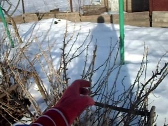 Черная смородина не плодоносит видео. pochemu ne plodonosit chernaya smorodina 26. Черная смородина не плодоносит видео фото. Черная смородина не плодоносит видео-pochemu ne plodonosit chernaya smorodina 26. картинка Черная смородина не плодоносит видео. картинка pochemu ne plodonosit chernaya smorodina 26. Смородина распространена на приусадебных участках. Ценится садоводами за долгожительство, простоту в уходе и стабильно обильные урожаи. Ягоды содержат в составе множество витаминов и микроэлементов. Все части растения используются в лечебных целях. Смородина дает каждый год вкусные и ароматные плоды, пик активности достигает на пятый год роста. Почему не плодоносит смородина, что делать в подобной ситуации – тема настоящей статьи.
