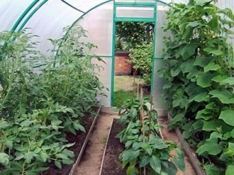 после каких овощей можно сажать огурцы а после каких нельзя. Смотреть фото после каких овощей можно сажать огурцы а после каких нельзя. Смотреть картинку после каких овощей можно сажать огурцы а после каких нельзя. Картинка про после каких овощей можно сажать огурцы а после каких нельзя. Фото после каких овощей можно сажать огурцы а после каких нельзя