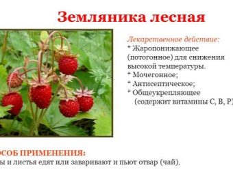 Что можно приготовить из лесной клубники на зиму. kak sdelat zagotovki iz lesnoj klubniki na zimu 2. Что можно приготовить из лесной клубники на зиму фото. Что можно приготовить из лесной клубники на зиму-kak sdelat zagotovki iz lesnoj klubniki na zimu 2. картинка Что можно приготовить из лесной клубники на зиму. картинка kak sdelat zagotovki iz lesnoj klubniki na zimu 2. Если вам повезло стать обладателем некоторого количества ароматной лесной земляники, то наши рецепты для вас. Земляника лесная на зиму может быть сохранена не только в виде варенья или компота, поверьте! Готовьте баночки и крышки, самые вкусные рецепты заготовок из лесной земляники на зиму!
