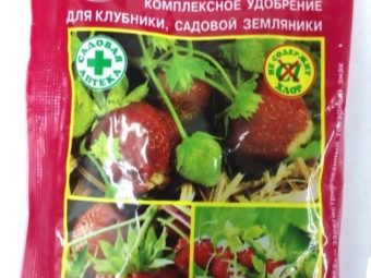 Сорта клубники дивная с фотографиями и описанием. klubnika divnaya opisanie sorta i sovety po vyrashchivaniyu 4. Сорта клубники дивная с фотографиями и описанием фото. Сорта клубники дивная с фотографиями и описанием-klubnika divnaya opisanie sorta i sovety po vyrashchivaniyu 4. картинка Сорта клубники дивная с фотографиями и описанием. картинка klubnika divnaya opisanie sorta i sovety po vyrashchivaniyu 4. Клубнику Дивная отличает от других сортов крупный размер и продолговатая форма ягод. Замечательный вкус сочетает в себе сладкие и кислые нотки. Сорт обладает ярко выраженным земляничным ароматом.