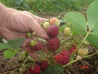 Сколько длиться сезон клубники. kogda nachinaetsya i zakanchivaetsya klubnichnyj sezon 1. Сколько длиться сезон клубники фото. Сколько длиться сезон клубники-kogda nachinaetsya i zakanchivaetsya klubnichnyj sezon 1. картинка Сколько длиться сезон клубники. картинка kogda nachinaetsya i zakanchivaetsya klubnichnyj sezon 1. Сроки созревания любой культуры зависят от особенностей сорта и климатической зоны, где она произрастает. Например, на территории Центральной России клубнику зрелую уже можно попробовать с середины июня, а вот в Сибири срок отодвигается еще на две – три недели.