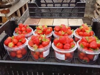 Сколько длиться сезон клубники. kogda nachinaetsya i zakanchivaetsya klubnichnyj sezon 2. Сколько длиться сезон клубники фото. Сколько длиться сезон клубники-kogda nachinaetsya i zakanchivaetsya klubnichnyj sezon 2. картинка Сколько длиться сезон клубники. картинка kogda nachinaetsya i zakanchivaetsya klubnichnyj sezon 2. Сроки созревания любой культуры зависят от особенностей сорта и климатической зоны, где она произрастает. Например, на территории Центральной России клубнику зрелую уже можно попробовать с середины июня, а вот в Сибири срок отодвигается еще на две – три недели.