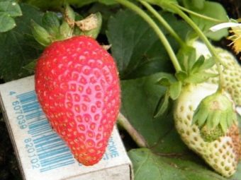 Раннеспелые сорта клубники что это такое. luchshie rannie sorta klubniki 32. Раннеспелые сорта клубники что это такое фото. Раннеспелые сорта клубники что это такое-luchshie rannie sorta klubniki 32. картинка Раннеспелые сорта клубники что это такое. картинка luchshie rannie sorta klubniki 32. В средней полосе России обильного урожая ягод клубники можно дождаться лишь в июне. Выручают ранние сорта, культивирование которых способно сократить ожидание от нескольких недель до месяца. Правильный подбор сортовых саженцев обеспечит садовода ранней ягодой до наступления лета.