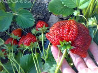 какие сорта клубники самые лучшие для ленобласти. Смотреть фото какие сорта клубники самые лучшие для ленобласти. Смотреть картинку какие сорта клубники самые лучшие для ленобласти. Картинка про какие сорта клубники самые лучшие для ленобласти. Фото какие сорта клубники самые лучшие для ленобласти