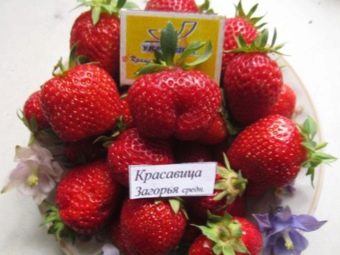 какие сорта клубники самые лучшие для ленобласти. Смотреть фото какие сорта клубники самые лучшие для ленобласти. Смотреть картинку какие сорта клубники самые лучшие для ленобласти. Картинка про какие сорта клубники самые лучшие для ленобласти. Фото какие сорта клубники самые лучшие для ленобласти