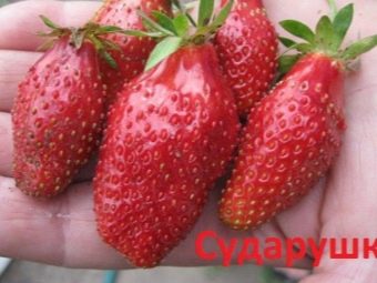 какие сорта клубники самые лучшие для ленобласти. Смотреть фото какие сорта клубники самые лучшие для ленобласти. Смотреть картинку какие сорта клубники самые лучшие для ленобласти. Картинка про какие сорта клубники самые лучшие для ленобласти. Фото какие сорта клубники самые лучшие для ленобласти
