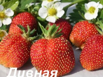 какие сорта клубники самые лучшие для ленобласти. Смотреть фото какие сорта клубники самые лучшие для ленобласти. Смотреть картинку какие сорта клубники самые лучшие для ленобласти. Картинка про какие сорта клубники самые лучшие для ленобласти. Фото какие сорта клубники самые лучшие для ленобласти