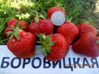 какие сорта клубники самые лучшие для ленобласти. Смотреть фото какие сорта клубники самые лучшие для ленобласти. Смотреть картинку какие сорта клубники самые лучшие для ленобласти. Картинка про какие сорта клубники самые лучшие для ленобласти. Фото какие сорта клубники самые лучшие для ленобласти
