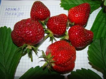 какие сорта клубники самые лучшие для ленобласти. Смотреть фото какие сорта клубники самые лучшие для ленобласти. Смотреть картинку какие сорта клубники самые лучшие для ленобласти. Картинка про какие сорта клубники самые лучшие для ленобласти. Фото какие сорта клубники самые лучшие для ленобласти