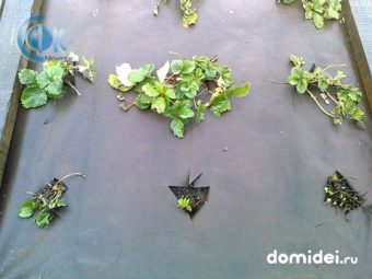 Мембрана для клубники что это. osobennosti i ispolzovanie ukryvnogo materiala dlya klubniki 8. Мембрана для клубники что это фото. Мембрана для клубники что это-osobennosti i ispolzovanie ukryvnogo materiala dlya klubniki 8. картинка Мембрана для клубники что это. картинка osobennosti i ispolzovanie ukryvnogo materiala dlya klubniki 8. Сладкая каторга – так называли садоводы клубничные грядки, пока не пришли на дачные участки технологии выращивания садовой земляники с применением агроволокна или пленки. Непривычный метод насторожил скептиков, но быстро распространился среди любителей эксперимента.