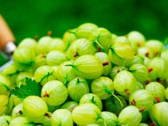 Крыжовник рецепты с орехами. osobennosti prigotovleniya varenya iz kryzhovnika s greckimi orehami 13. Крыжовник рецепты с орехами фото. Крыжовник рецепты с орехами-osobennosti prigotovleniya varenya iz kryzhovnika s greckimi orehami 13. картинка Крыжовник рецепты с орехами. картинка osobennosti prigotovleniya varenya iz kryzhovnika s greckimi orehami 13. Кладезь витаминов — это варенье из крыжовника с грецкими орехами, и, конечно, оно очень вкусное!