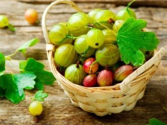 Крыжовник рецепты с орехами. osobennosti prigotovleniya varenya iz kryzhovnika s greckimi orehami 2. Крыжовник рецепты с орехами фото. Крыжовник рецепты с орехами-osobennosti prigotovleniya varenya iz kryzhovnika s greckimi orehami 2. картинка Крыжовник рецепты с орехами. картинка osobennosti prigotovleniya varenya iz kryzhovnika s greckimi orehami 2. Кладезь витаминов — это варенье из крыжовника с грецкими орехами, и, конечно, оно очень вкусное!