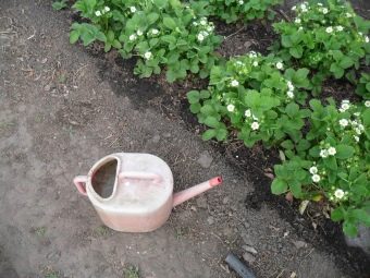 Почему скручиваются молодые листья у клубники что нужно делать. pochemu u klubniki skruchivayutsya listya i chto nuzhno delat 12. Почему скручиваются молодые листья у клубники что нужно делать фото. Почему скручиваются молодые листья у клубники что нужно делать-pochemu u klubniki skruchivayutsya listya i chto nuzhno delat 12. картинка Почему скручиваются молодые листья у клубники что нужно делать. картинка pochemu u klubniki skruchivayutsya listya i chto nuzhno delat 12. Одним из любимейших лакомств садоводов является клубника. Выращиванием этой ягоды занимаются многие люди, у которых есть дачный участок. Некоторые из них сталкиваются с тем, что у клубники скручиваются листья.