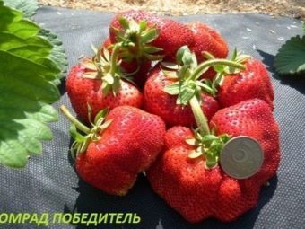 Самый крупный сорт клубники в мире. samaya bolshaya klubnika v mire 3. Самый крупный сорт клубники в мире фото. Самый крупный сорт клубники в мире-samaya bolshaya klubnika v mire 3. картинка Самый крупный сорт клубники в мире. картинка samaya bolshaya klubnika v mire 3. Клубника – это удивительно вкусная и полезная ягода. Она богата витаминами и имеет низкую калорийность, поэтому включена во многие диеты. Обычно вес плодов варьируется в пределах 20-60 г, а вес крупных экземпляров не превышает 60-120 г. Набор ягодой таких размеров уже считается очень хорошим результатом.