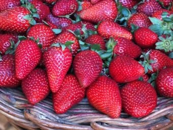 Рецепты из сушеной клубники. sushenaya klubnika recepty i pravila hraneniya 9. Рецепты из сушеной клубники фото. Рецепты из сушеной клубники-sushenaya klubnika recepty i pravila hraneniya 9. картинка Рецепты из сушеной клубники. картинка sushenaya klubnika recepty i pravila hraneniya 9. Разнообразие ягод так радует в летнюю пору, что хочется сохранить их аромат и вкус на длительное время. Кто-то варит их них варенье, замораживает ягоды, готовит пастилу или цукаты. Однако ягоды можно и высушить. Сделать это в домашних условиях очень легко.