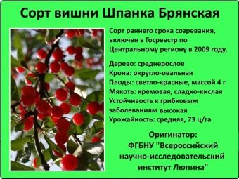 Шпанка что это