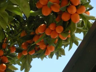 Можно ли есть китайские фрукты
