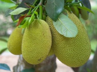 Можно ли есть китайские фрукты