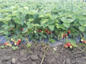 Что означает слово ремонтантная клубника. remontantnaya klubnika chto eto takoe i chem otlichaetsya ot obychnoj 5. Что означает слово ремонтантная клубника фото. Что означает слово ремонтантная клубника-remontantnaya klubnika chto eto takoe i chem otlichaetsya ot obychnoj 5. картинка Что означает слово ремонтантная клубника. картинка remontantnaya klubnika chto eto takoe i chem otlichaetsya ot obychnoj 5. Сегодня ремонтантная клубника пользуется популярностью среди огородников и опытных фермеров. Лучшие сорта этого растения позволяют значительно увеличить урожайность с одной грядки. Ремонтантность представляет собой способность растений цвести и плодоносить несколько раз за сезон.