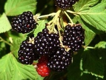 Выращивание бесшипной ежевики - посадка и уход (Новосибирская обл.)