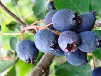 Компот из замороженной ирги. kak svarit vkusnyj kompot iz irgi i kakovy ego svojstva 11. Компот из замороженной ирги фото. Компот из замороженной ирги-kak svarit vkusnyj kompot iz irgi i kakovy ego svojstva 11. картинка Компот из замороженной ирги. картинка kak svarit vkusnyj kompot iz irgi i kakovy ego svojstva 11. Когда закатка «обязательных» продуктов питания окончена, приходит время заготовки всякой вкуснятины.