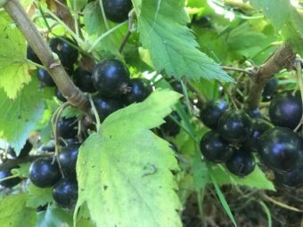 Компот из замороженной ирги. kak svarit vkusnyj kompot iz irgi i kakovy ego svojstva 9. Компот из замороженной ирги фото. Компот из замороженной ирги-kak svarit vkusnyj kompot iz irgi i kakovy ego svojstva 9. картинка Компот из замороженной ирги. картинка kak svarit vkusnyj kompot iz irgi i kakovy ego svojstva 9. Когда закатка «обязательных» продуктов питания окончена, приходит время заготовки всякой вкуснятины.