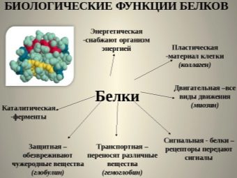 Можно ли есть копченого кальмара