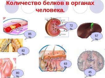 Можно ли есть копченого кальмара
