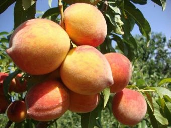 Кардинал вкусный персик из Америки