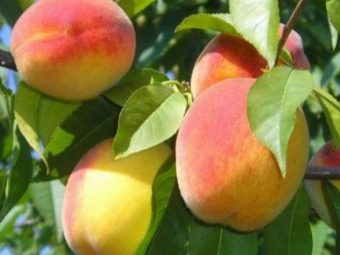 Кардинал вкусный персик из Америки