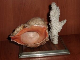 Можно ли есть черноморских рапанов