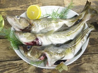 что вкуснее сайда или треска. sajda opisanie sostav polza i vred 14. что вкуснее сайда или треска фото. что вкуснее сайда или треска-sajda opisanie sostav polza i vred 14. картинка что вкуснее сайда или треска. картинка sajda opisanie sostav polza i vred 14.