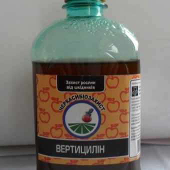 Чем обработать клубнику от мошек. belaya melkaya moshka na klubnike pochemu poyavlyaetsya i kak s nej borotsya 9. Чем обработать клубнику от мошек фото. Чем обработать клубнику от мошек-belaya melkaya moshka na klubnike pochemu poyavlyaetsya i kak s nej borotsya 9. картинка Чем обработать клубнику от мошек. картинка belaya melkaya moshka na klubnike pochemu poyavlyaetsya i kak s nej borotsya 9. Появление белых мошек на клубнике является свидетельством того, что растение атаковано белокрылкой. Это очень опасный садовый вредитель, который вытягивает все необходимые растению жизненные соки. В результате чего посадки массово заболевают, а урожай резко снижается. Также это может привести к гибели культуры.