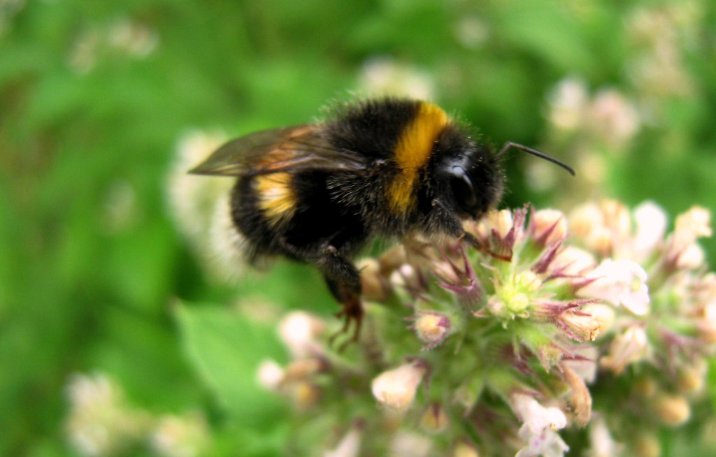 Bombus magnus Vogt,1911 Bee, Cute bee, Bee inspired