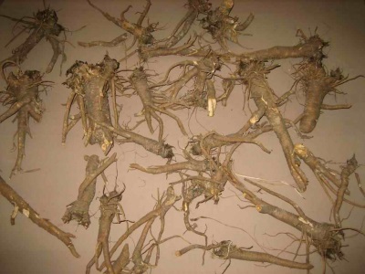 Корни любистока