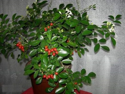 Муррайя метельчатая