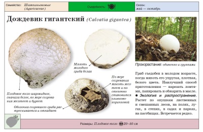 Гигантский дождевик
