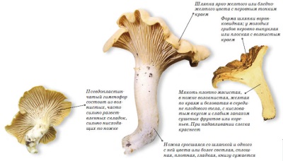 Описание лисички