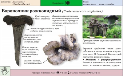 Гриб вороночник рожковидный