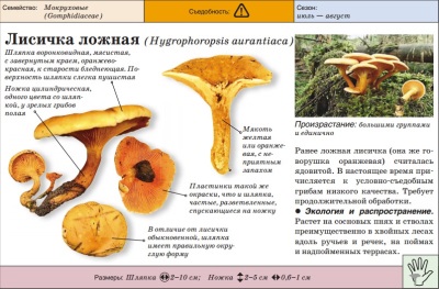 Гриб лисичка ложная