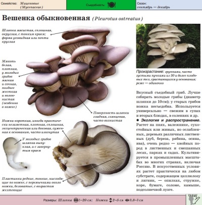 Обыкновенная вешенка