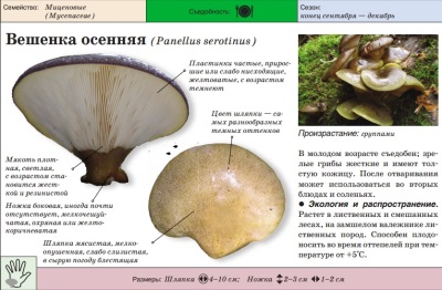 Вешенка осенняя