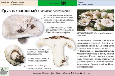 Груздь осиновый