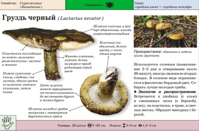 Груздь черный
