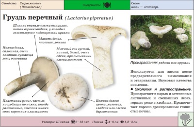 Перечный груздь
