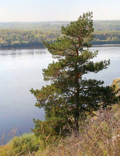 Сибирская кедровая сосна