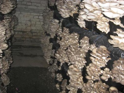 Урожай искусственно выращенных вешенок